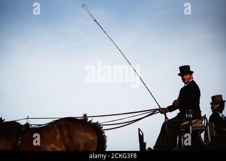 WROCLAW, POLOGNE - 13 SEPTEMBRE 2020 : un coachman en calèche lors de l'ouverture officielle d'une course à chevaux Greate Wroclawska Banque D'Images