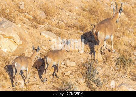 Un troupeau d'Ibex (Capra ibex nubiana) se demandant dans la ville. Photographié dans le désert du Néguev, Israël Banque D'Images