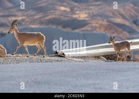 Un troupeau d'Ibex (Capra ibex nubiana) se demandant dans la ville. Photographié dans le désert du Néguev, Israël Banque D'Images