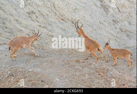 Un troupeau d'Ibex (Capra ibex nubiana) se demandant dans la ville. Photographié dans le désert du Néguev, Israël Banque D'Images