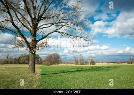 Grand chêne sans feuilles et son ombre, champ vert et nuages dans le ciel Banque D'Images