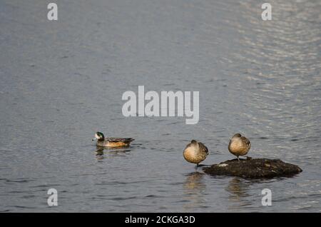 Mâle Chiloe wigeon Mareca sibilatrix et Patagonie Canards à crête Lophonetta spécularioides spécularioides. Puerto Natales. Chili. Banque D'Images