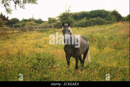 Poney du Connemara, cheval tacheté, marche dans un champ de ferme, fond vert, Connemara, Galway, Irlande Banque D'Images