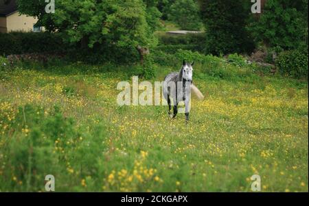 Poney du Connemara, cheval tacheté, marche dans un champ de ferme, fond vert, Connemara, Galway, Irlande Banque D'Images