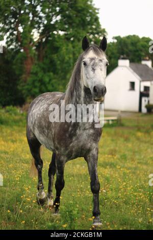 Poney du Connemara, cheval tacheté, marche dans un champ de ferme, fond vert, Connemara, Galway, Irlande Banque D'Images