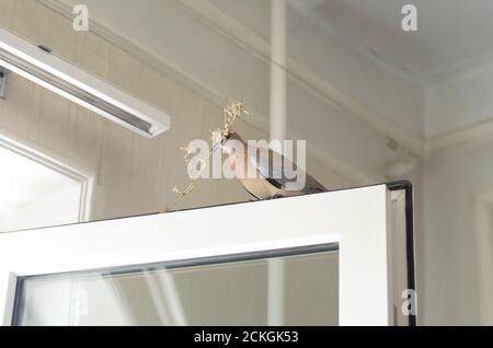 Pigeon avec une branche dans son bec est assis sur le cadre de fenêtre à l'intérieur de la pièce Banque D'Images