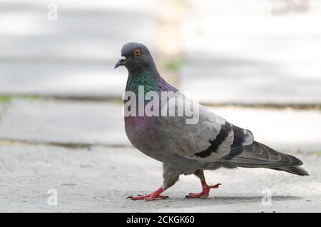 Magnifique pigeon marchant sur le côté de l'asphalte vue, gros plan Banque D'Images