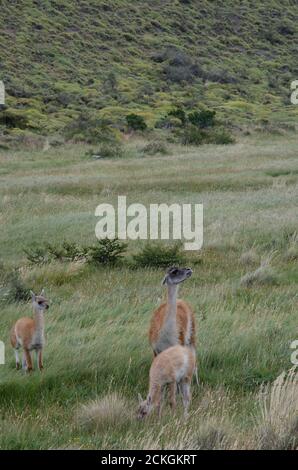 Guanaco lama guanicoe femelle avec ses petits. Parc national Torres del Paine. Province d'Ultima Esperanza. Magallanes et région antarctique chilienne. Chili. Banque D'Images