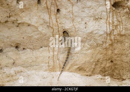 Le lézard de surveillance du Nil (Varanus niloticus) sur une rive sablonneuse du Nil à la recherche d'œufs d'oiseaux, parc national de Murchison Falls, Ouganda. Banque D'Images