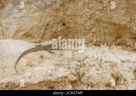 Lézard de surveillance du Nil (Varanus niloticus) marchant sur une rive sablonneuse du Nil à la recherche d'œufs d'oiseaux, parc national de Murchison Falls, Ouganda. Banque D'Images