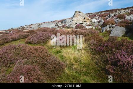 Landes rudes avec de grands rochers, y compris des cuirs sauvages fleuris dans le parc national des Moors de North York en été près de Goathland, Yorkshire, Royaume-Uni. Banque D'Images