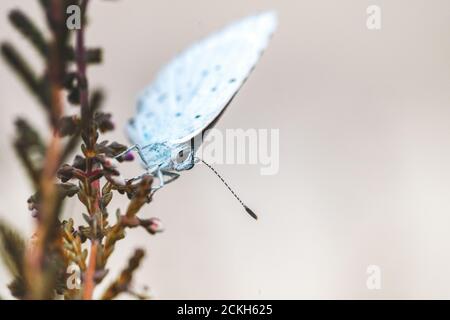 Le bleu chiné (Plebeius argus), petits papillons d'une envergure de 3 centimètres. Les mâles ont des ailes supérieures bleues, les femelles sont brunes Banque D'Images