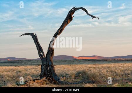 Sécher l'arbre au coucher du soleil, près du désert du Namib Namibie Banque D'Images