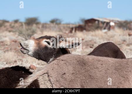 Brayer l'âne dans un village de Namibie Banque D'Images