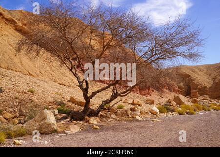 Plante survivant dans les conditions difficiles et arides du désert. Photographié dans le Red Canyon près d'Eilat, Israël Banque D'Images