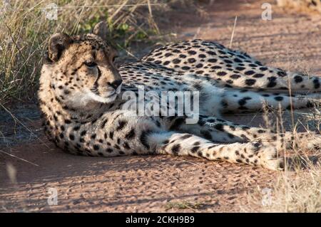 Repos Cheetah dans la réserve privée Okonjima en Namibie Banque D'Images