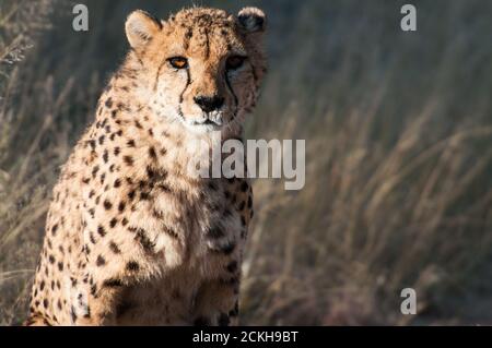 Vieux Cheetah dans la réserve privée Okonjima en Namibie Banque D'Images