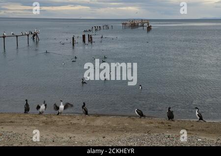 L'Impériale s'en tire à Leucocarbo atyceps sur la côte de Punta Arenas. Province de Magallanes. Magallanes et région antarctique chilienne. Chili. Banque D'Images