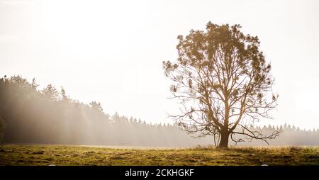 Un arbre solitaire se tient sur un pré à côté d'un forêt tôt le matin quand des rayons de lumière brillent à travers le arbres Banque D'Images