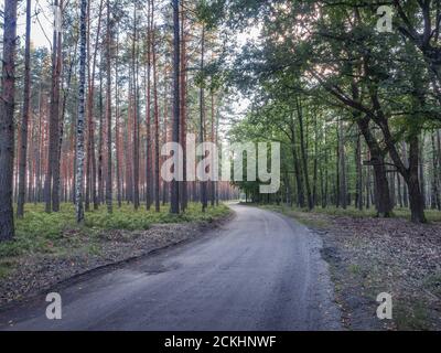 Flexion du chemin rural séparant les forêts de conifères et de feuillus. Forêt de basse-Silésie (Bory Dolnośląskie) la plus grande forêt continue de Pologne Banque D'Images