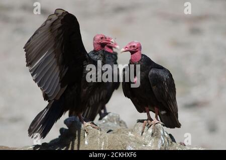 La Turquie vautour de Cathartes aura sur un rocher. Las Cuevas. Arica. Région d'Arica et de Parinacota. Chili. Banque D'Images