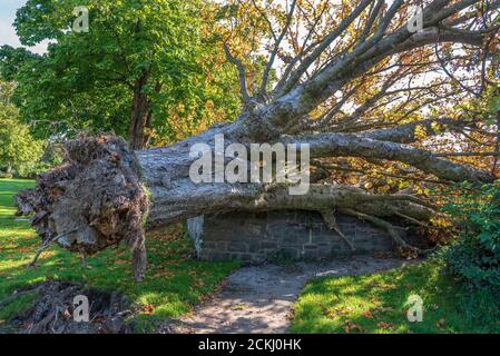 Arbre mort déraciné. Banque D'Images
