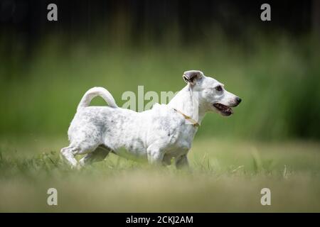 Un petit chien de sauvetage Terrier crossbred marbré marche sur une pelouse Banque D'Images