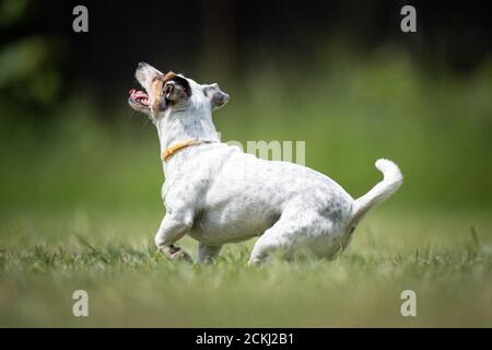 Le petit chien de secours Terrier crossbred marbré joue sur une pelouse Banque D'Images