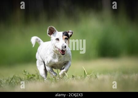 Un petit chien de secours Terrier crossbred marbré court sur une pelouse Banque D'Images