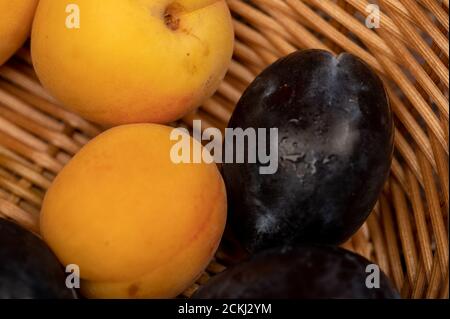 Abricots mûrs et prunes noires juteuses dans un panier en osier. Gros plan. Récolte d'automne Banque D'Images