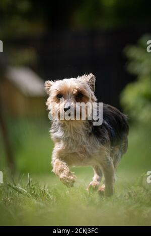 Un petit chien de secours multicolore du Yorkshire Terrier court sur une pelouse Banque D'Images