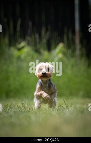 Un petit chien de secours multicolore du Yorkshire Terrier court sur une pelouse Banque D'Images