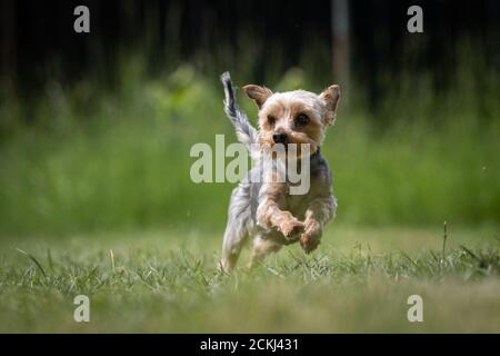 Un petit chien de secours multicolore du Yorkshire Terrier court sur une pelouse Banque D'Images