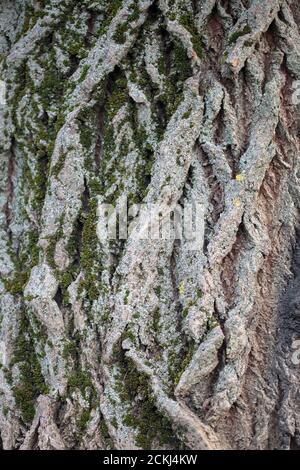 L'écorce d'un vieux arbre surcultivé avec de la mousse. Banque D'Images