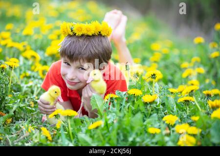 Bel enfant dans la nature avec des conduits. Un garçon dans la prairie avec des pissenlits tient des poussins domestiques. Banque D'Images