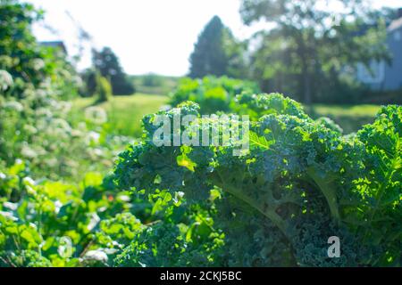 Le kale pousse sous la lumière du soleil du matin dans un grand jardin du Nebraska. Banque D'Images