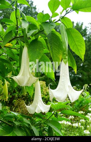 Grande taille de la trompette de White Angel également connu sous le nom Jardins cyprès de Brugmansia Banque D'Images