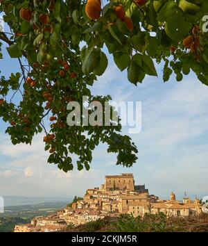 Abricot chargé de cadres de fruits Château d'Orrisini à Soriano Nel Cimino, Lazio, Italie. Banque D'Images