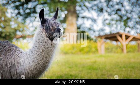 Alpaca (Vicugna pacos) Banque D'Images