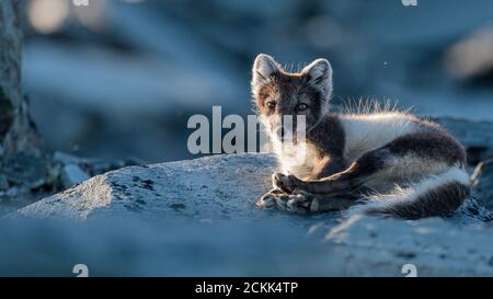 Le renard arctique (Vulpes lagopus) Banque D'Images