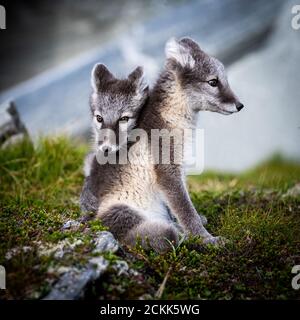 Le renard arctique (Vulpes lagopus) Banque D'Images