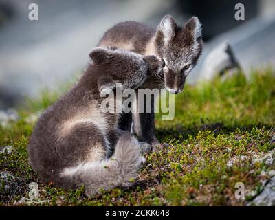 Le renard arctique (Vulpes lagopus) Banque D'Images