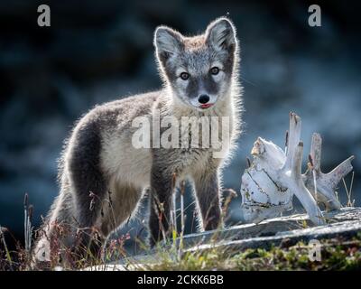 Le renard arctique (Vulpes lagopus) Banque D'Images