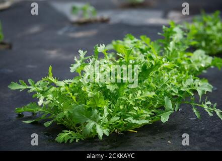 l'arugula fraîche pousse dans le sol sur l'agrofibre noire Banque D'Images