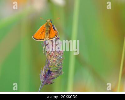 Petit papillon SKIPPER Banque D'Images