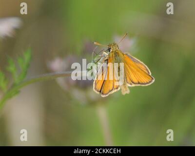 Petit papillon SKIPPER Banque D'Images