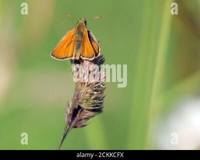 Petit papillon SKIPPER Banque D'Images