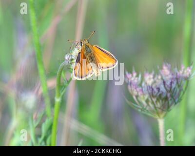 Petit papillon SKIPPER Banque D'Images