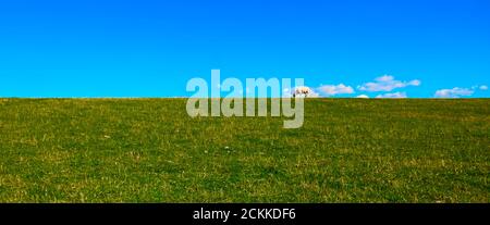 Moutons paissant sur le bord de la digue d'herbe devant un ciel bleu sur Sylt, Allemagne, résumé Banque D'Images
