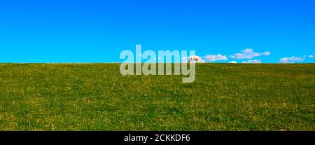 Moutons paissant sur le bord de la digue d'herbe devant un ciel bleu sur Sylt, Allemagne, résumé Banque D'Images